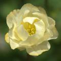 Trollius - Trolles