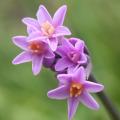 Tulbaghia - Ail d'Afrique du Sud