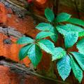 Parthenocissus, Vitis - Vignes vierges