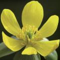 Eranthis - Helléborines