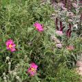 Jardin de Garrigue